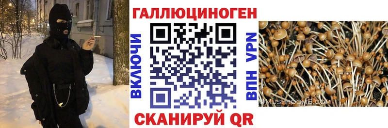 закладка  Шахунья  Псилоцибиновые грибы ЛСД 